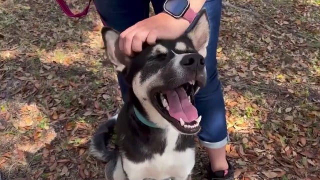 Dog allegedly stolen and held for ransom returned to owner after missing for weeks