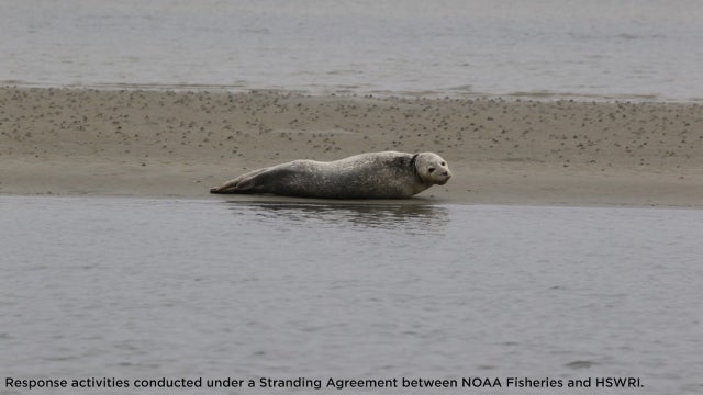 Rare sighting: Harbor seal spotted on sandbar in Florida's Mosquito Lagoon