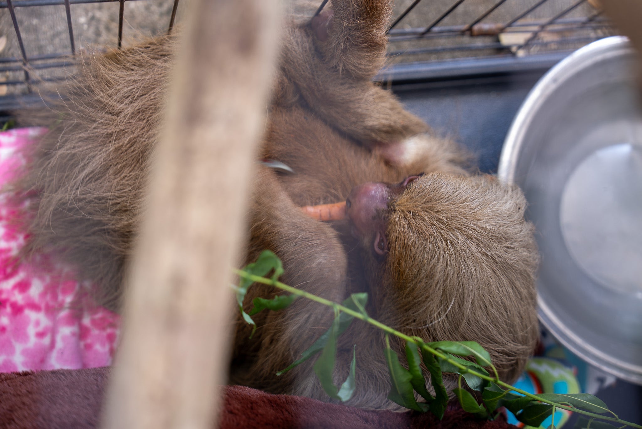 Bandit, sloth rescued from 'Sloth World' attraction, dies