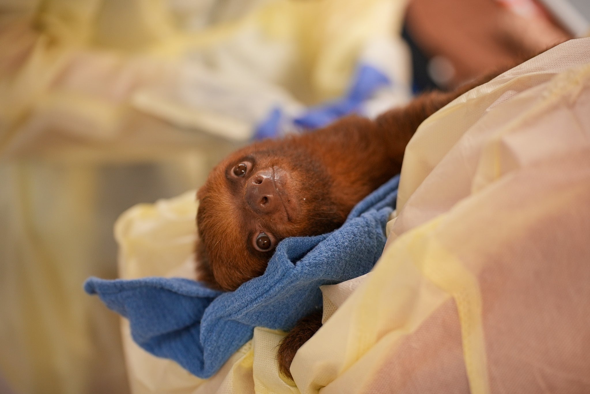 Wildlife advocates say proposed FWC sloth rules fall short after Sloth World deaths