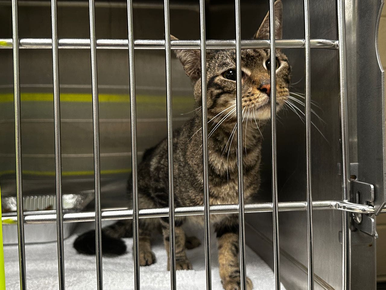 Cats found in deplorable conditions at DeLand inn; several dead