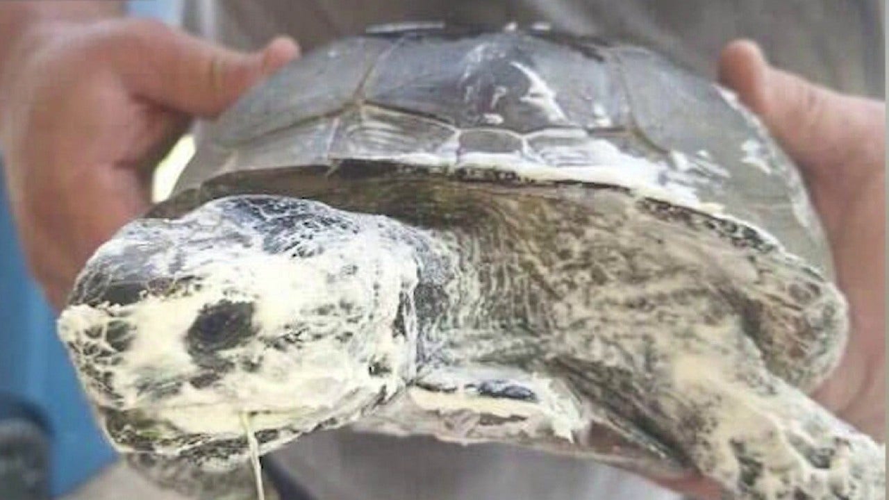 Authorities search for teens accused of harming gopher tortoise in DeLand