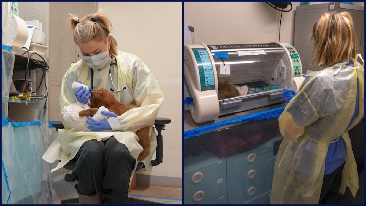 Bandit, 1 of 13 Sloth World rescued sloths, dies, zoo says