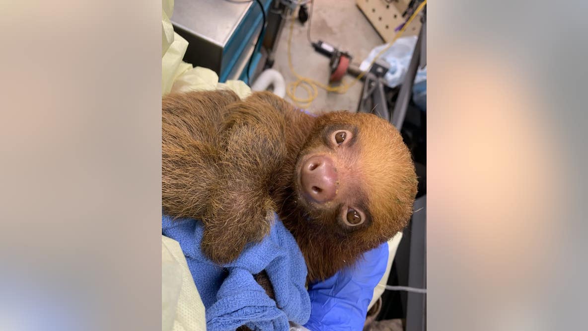 Central Florida Zoo shares condition update on imported sloths