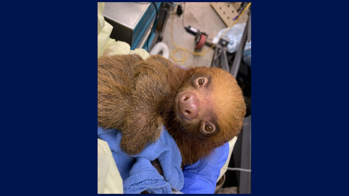 13 two-toed sloths donated to Central Florida Zoo from Sloth World Orlando