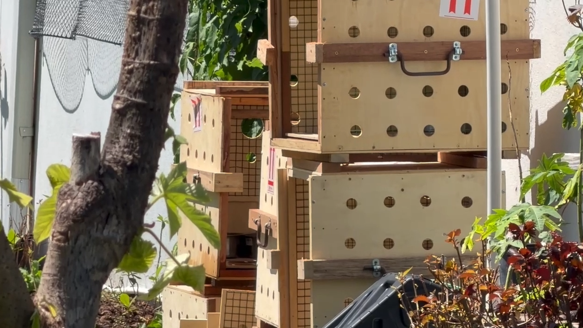 How did many Sloth World sloths die? Necropsy reports detail some of the deaths