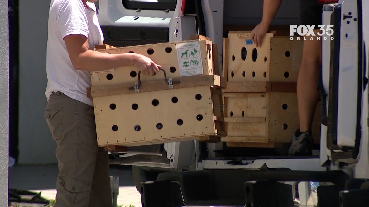 13 two-toed sloths donated to Central Florida Zoo from Sloth World Orlando