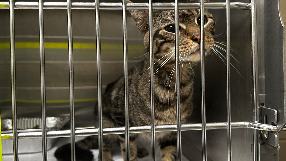 Cats found in deplorable conditions at DeLand inn; several dead