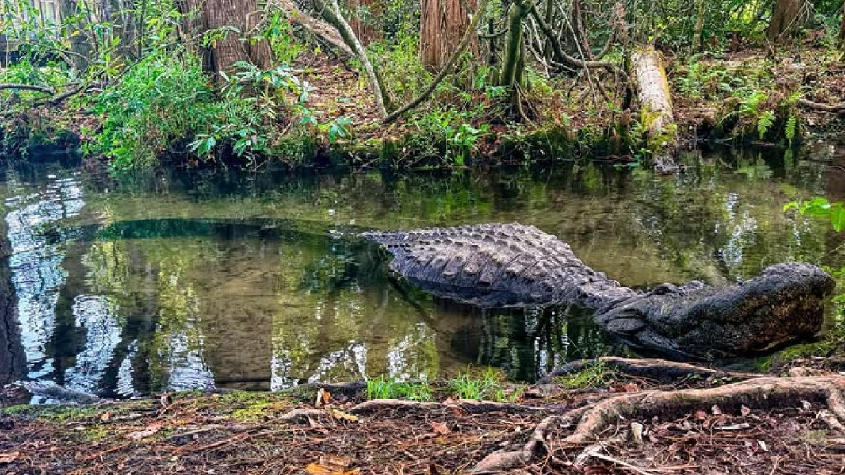 Buddy, the largest alligator at Gatorland, has died