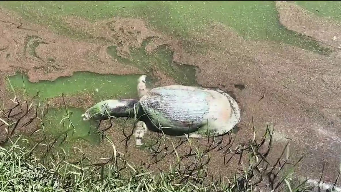 Investigation underway after dozens of turtles found dead in Apopka pond