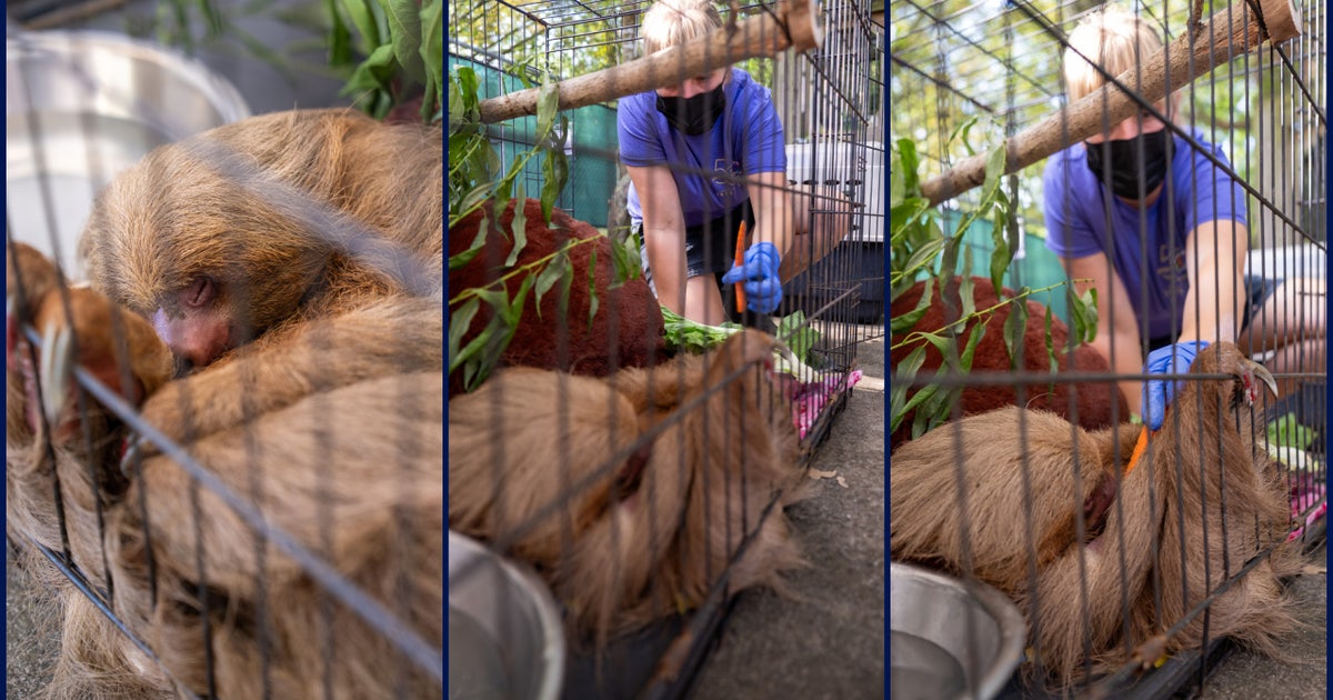 Bandit, 1 of 13 Sloth World rescued sloths, dies, zoo says