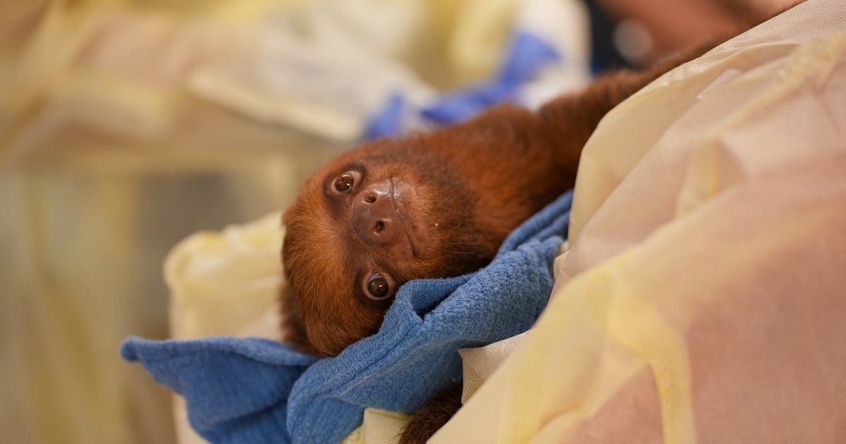 Sloth World: Florida leaders demand state, federal investigations after sloth deaths