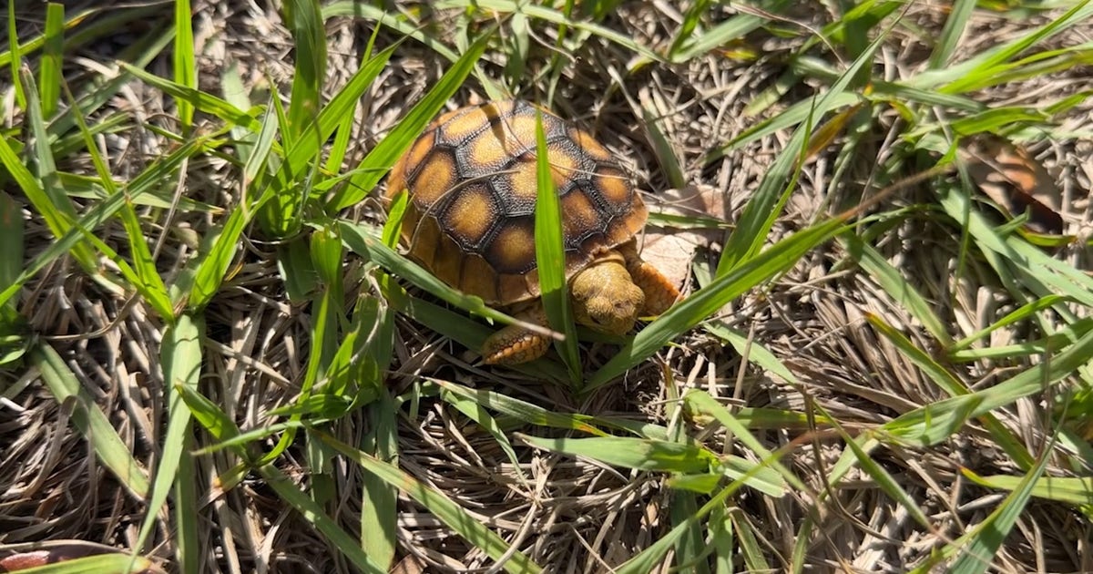 Volusia Marine Science Center spotlights sea turtle rescues during Turtle Day weekend