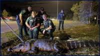 Orange County deputies remove 11-foot alligator near apartments