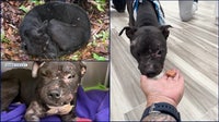 Young Florida pup, Shelly, abused, abandoned at Flagler County park, officials say
