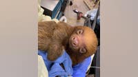 Central Florida Zoo shares condition update on imported sloths
