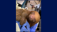 13 two-toed sloths donated to Central Florida Zoo from Sloth World Orlando