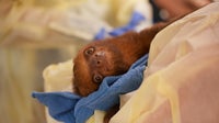 Wildlife advocates say proposed FWC sloth rules fall short after Sloth World deaths