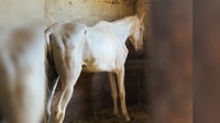 6 malnourished horses under new care after owners arrested for neglect of 70 animals