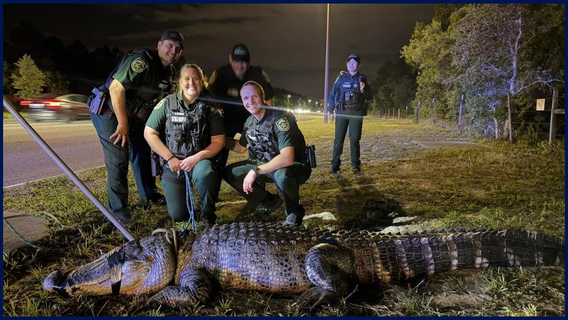 Orange County deputies remove 11-foot alligator near apartments