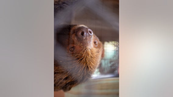 Is anyone actually investigating Sloth World after sloth deaths?