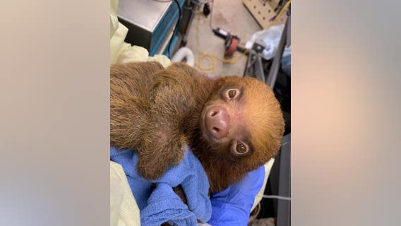 Central Florida Zoo shares condition update on imported sloths