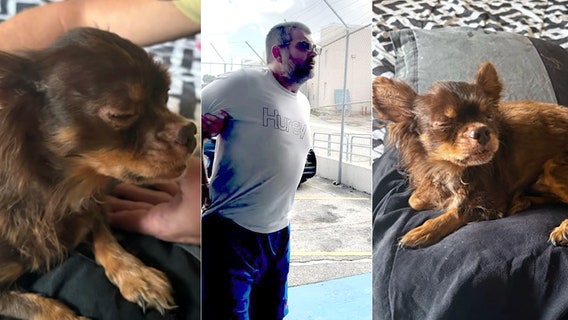 Man accused of beating Chihuahua arrested in Brevard County