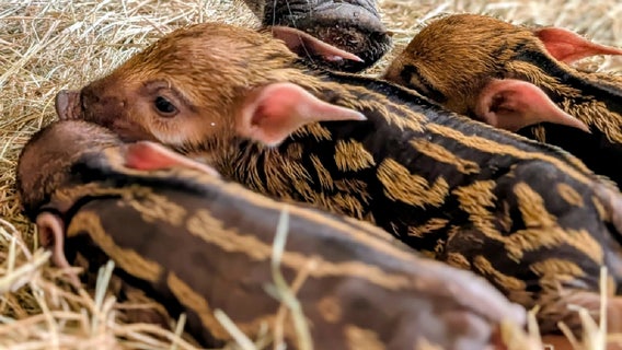 Disney: Red river hog piglets born at Animal Kingdom Lodge