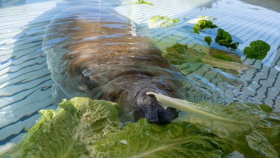 Melby, manatee rescued from Florida storm drain, to be released after SeaWorld recovery