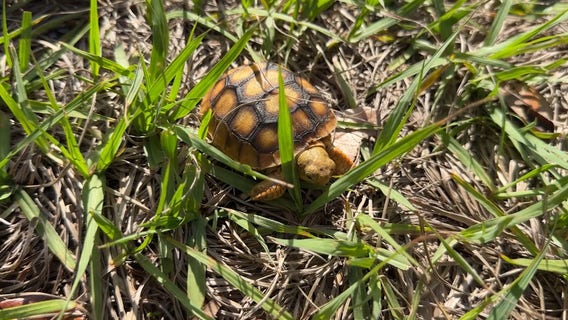 Marine Science Center hosts two-day Turtle Day event in Volusia County