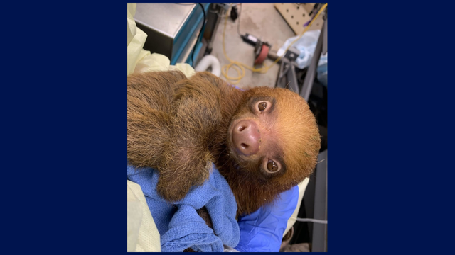13 two-toed sloths donated to Central Florida Zoo from Sloth World Orlando