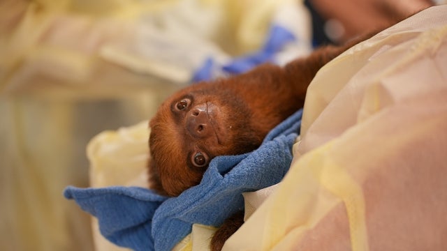 Sloth World: Florida leaders demand state, federal investigations after sloth deaths