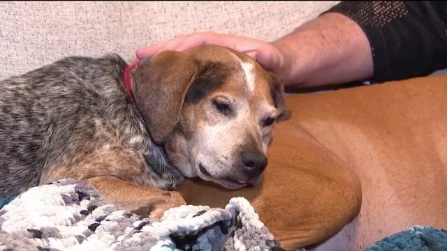 AI-generated images used in scam targeting owners of missing dog