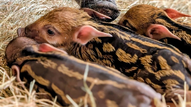Disney: Red river hog piglets born at Animal Kingdom Lodge