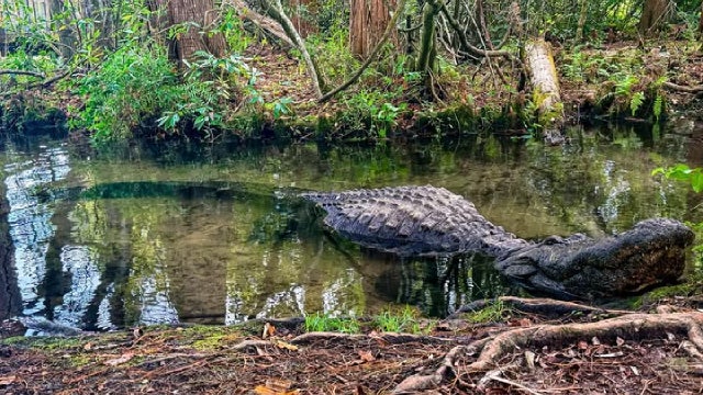 Buddy, the largest alligator at Gatorland, has died