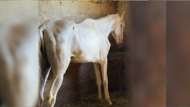 6 malnourished horses under new care after owners arrested for neglect of 70 animals