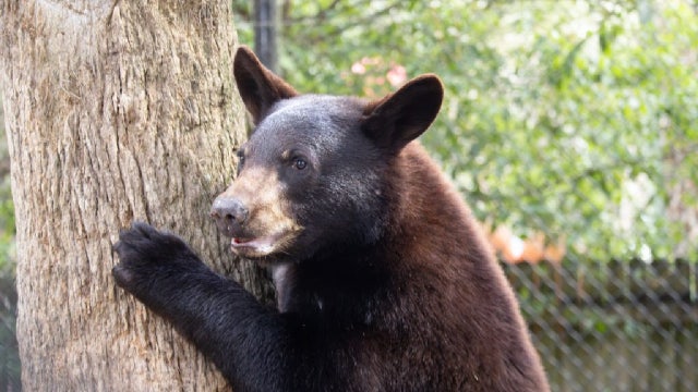 Bear cub named Rickie returns to Brevard Zoo after release