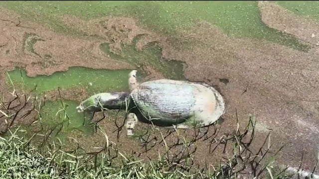Investigation underway after dozens of turtles found dead in Apopka pond