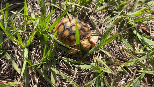 Marine Science Center hosts two-day Turtle Day event in Volusia County