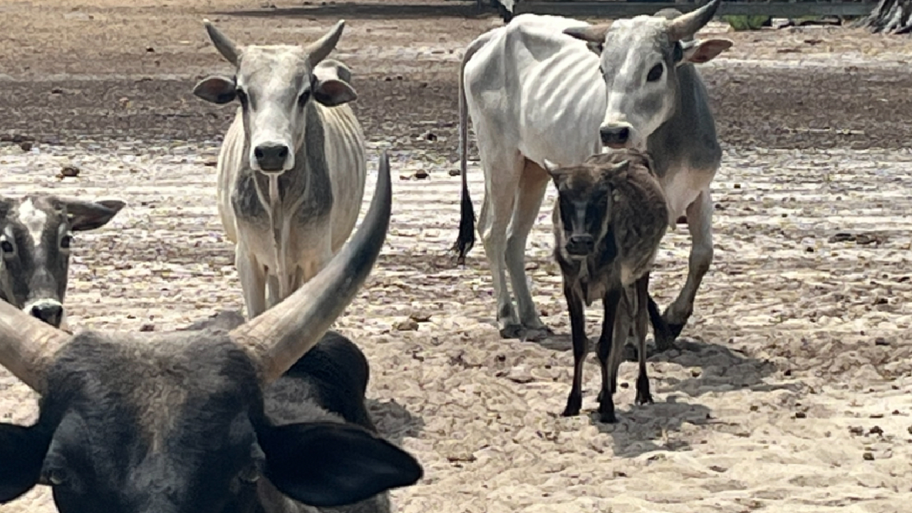 Over 30 Zebu cattle 'severely emaciated': Florida woman, property owner, arrested