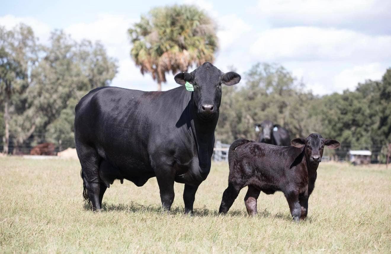 Lightning strike kills cattle on Marion County farm, NWS says