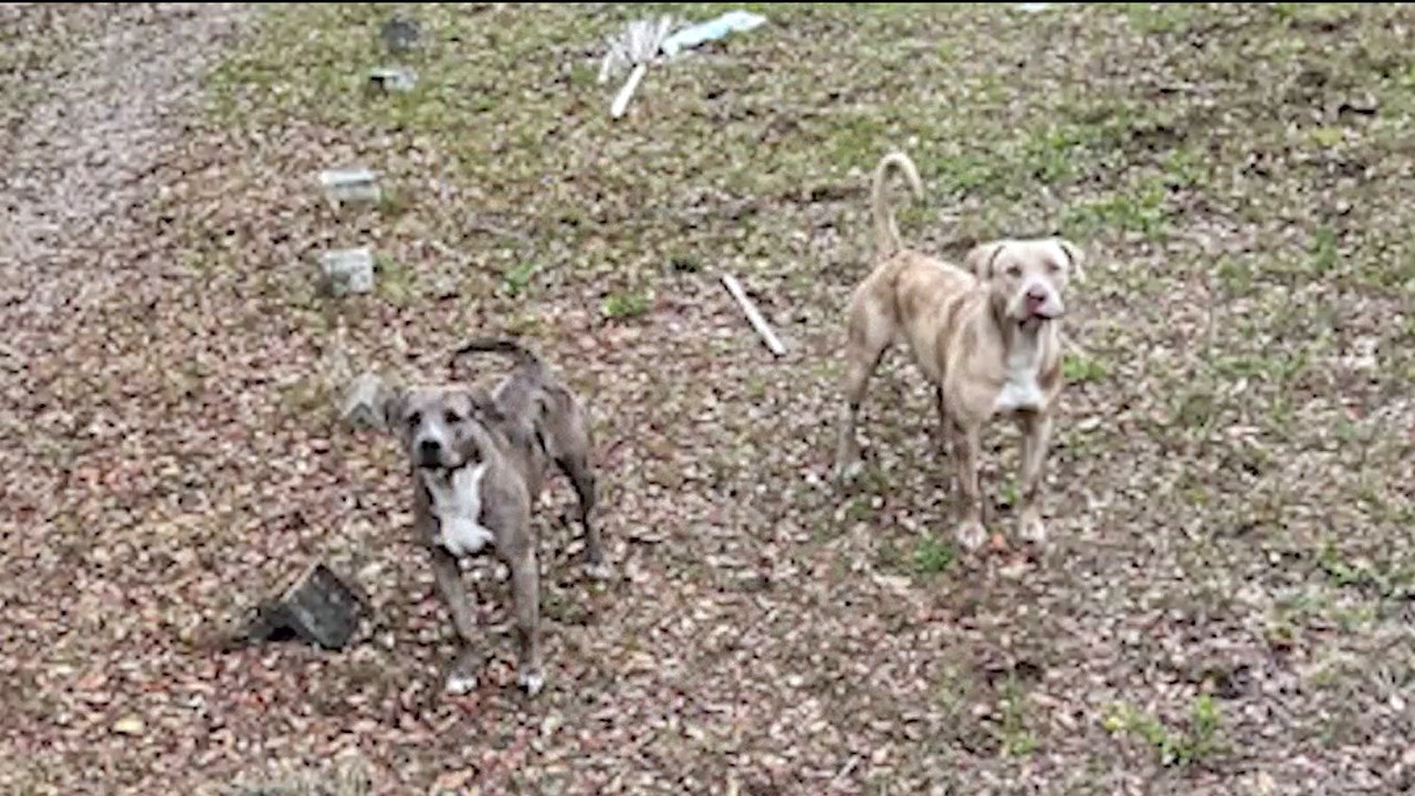 Dogs in deadly attack on Cocoa woman now in custody of Brevard County Animal Control
