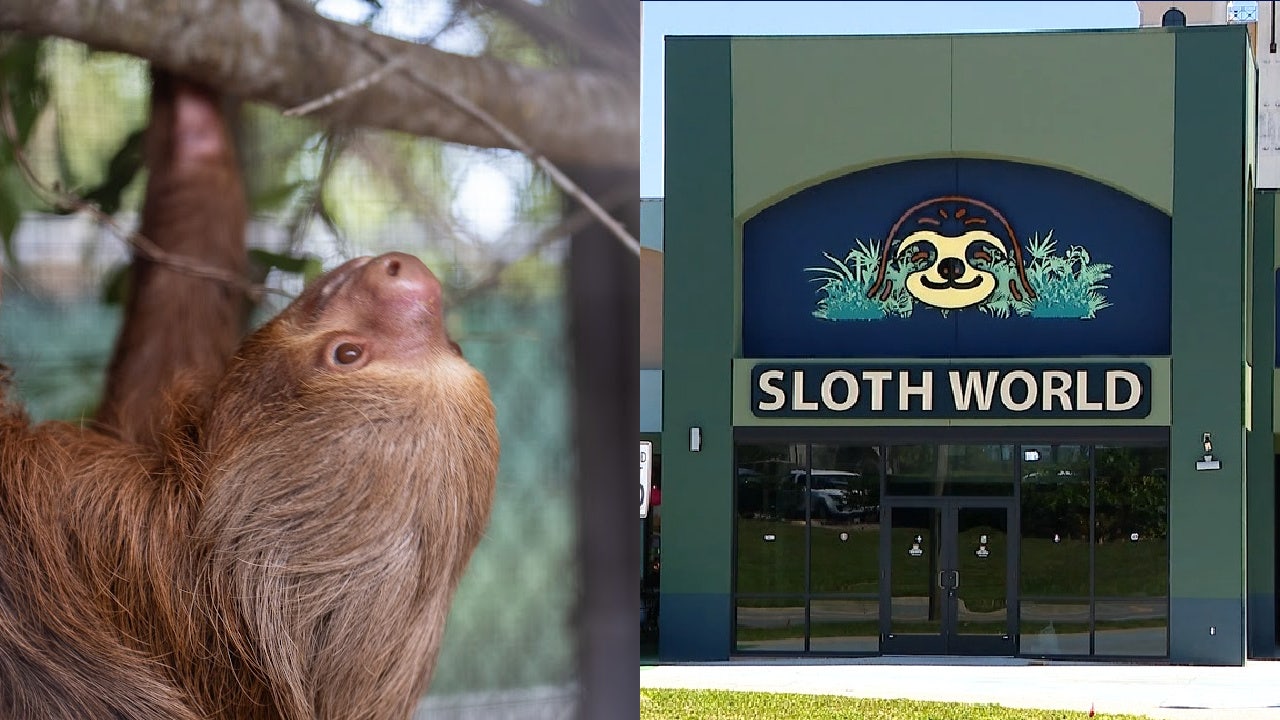 50+ sloths dead in failed Sloth World project; Florida leaders want accountability