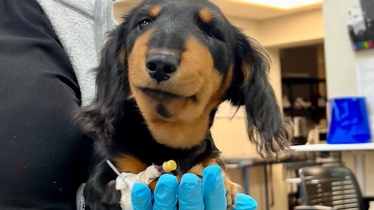 Florida puppy survives near-deadly rattlesnake attack in Brevard County