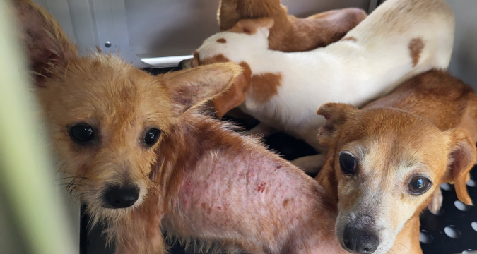 51 dogs rescued after 'prolonged abuse' in Palm Coast home: 'Absolutely disgusting'