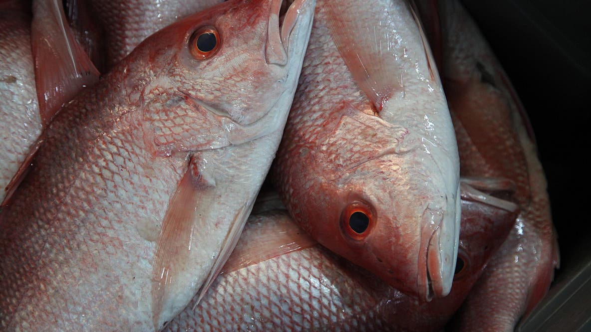 Federal judge freezes South Atlantic red snapper exempted fishing permits before Memorial Day weekend