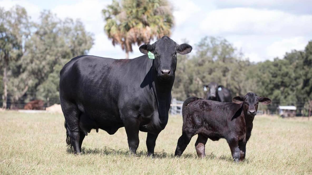 Lightning strike kills cattle on Marion County farm, NWS says