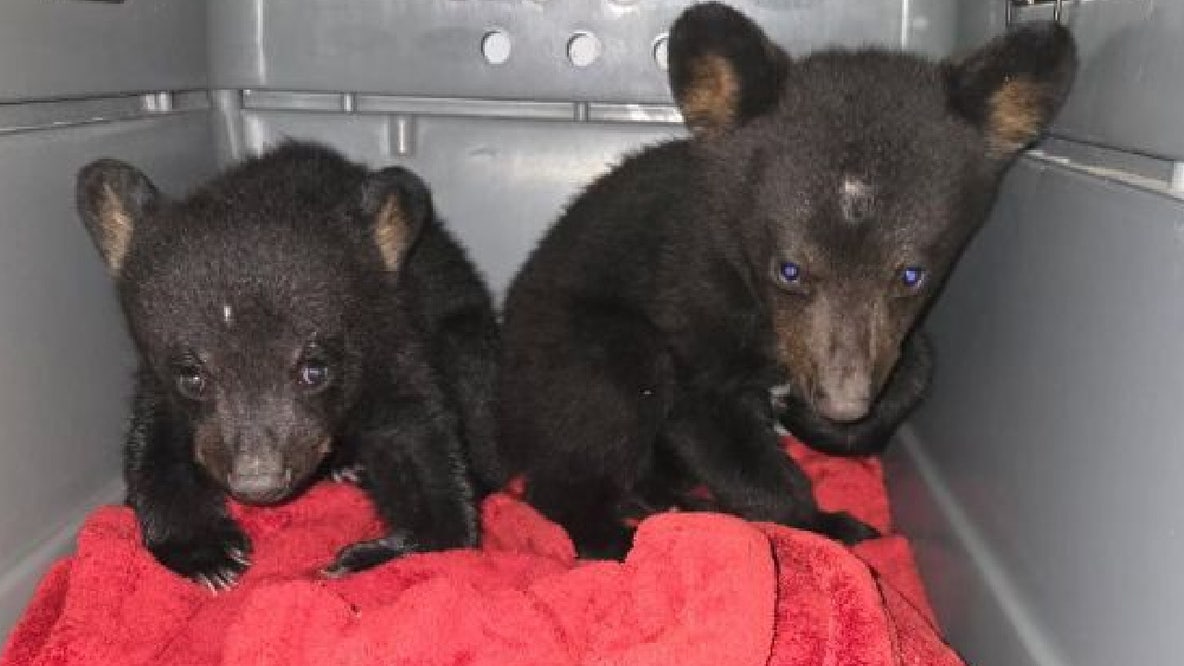3 orphaned black bear cubs receive care at Brevard Zoo