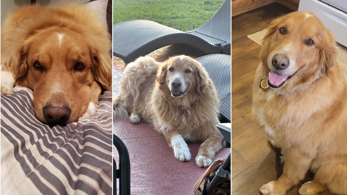 Family visiting Central Florida says dog died after attack at Kissimmee vacation rental