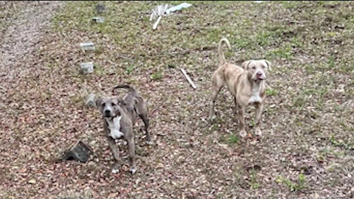 Dogs in deadly attack on Cocoa woman now in custody of Brevard County Animal Control